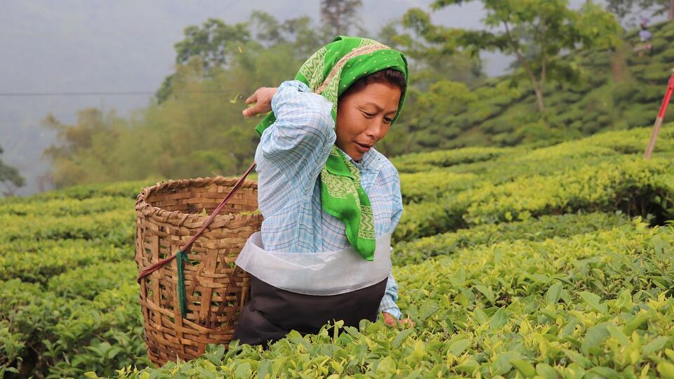 Tea picker with a basket working in a Darjeeling tea garden