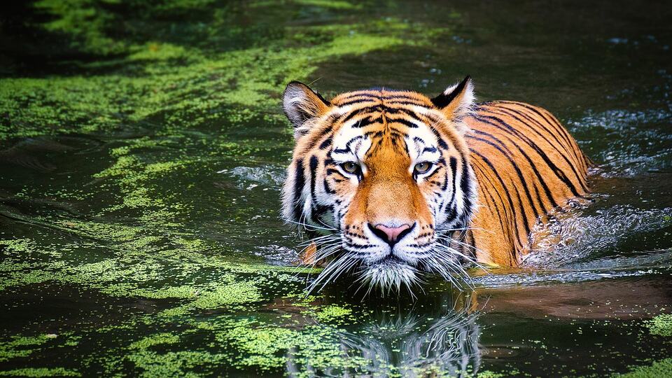 Bengal tiger wading through a jungle pool