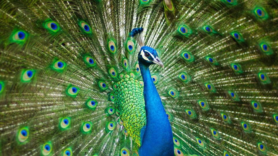 Peacock, the national bird of India, displaying its tail feathers