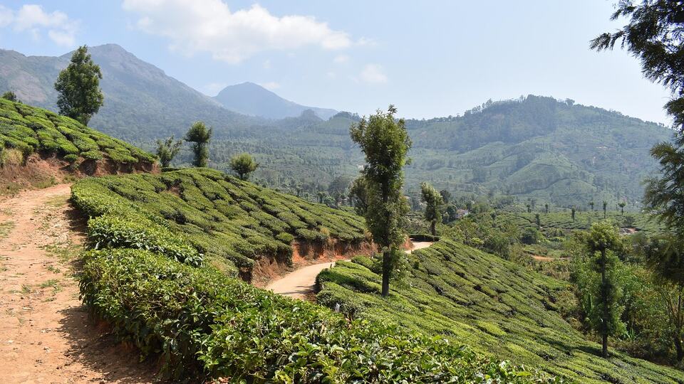 Path winding through the green tea plantations of Munnar in Kerala