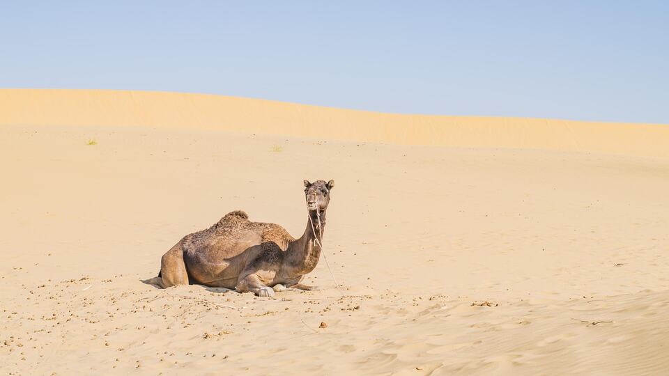 Camel resting on the sand dunes of the Thar Desert near Jaisalmer