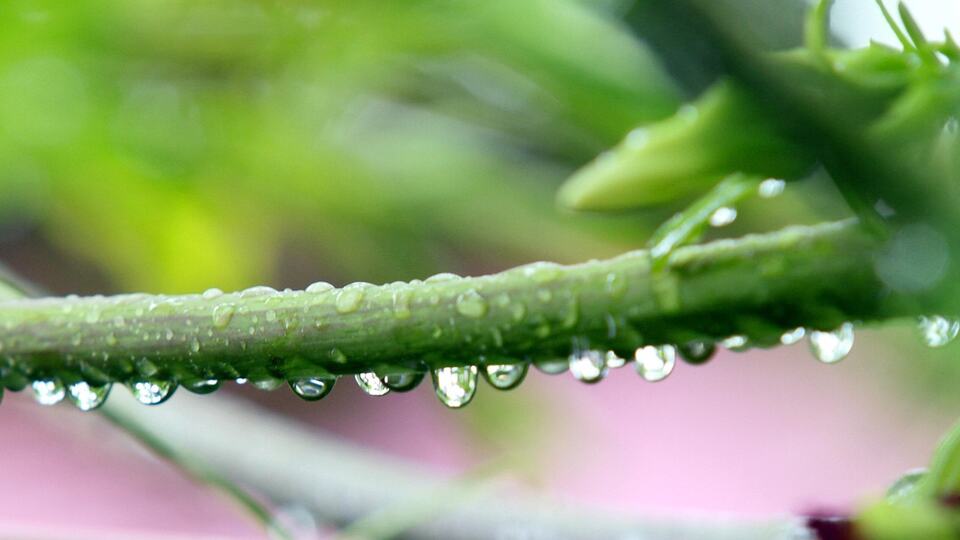 Raindrops on green leaves in Kerala during the monsoon