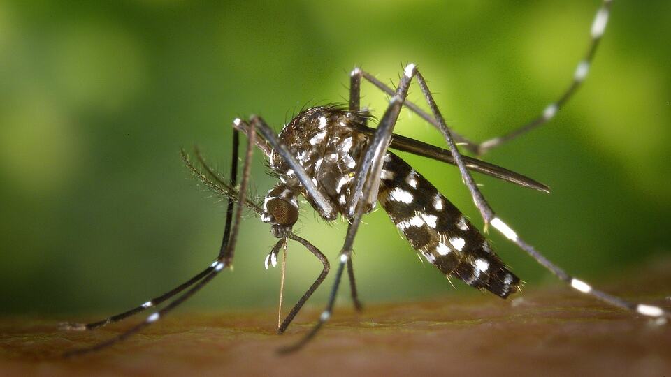 Close-up of a tiger mosquito on human skin