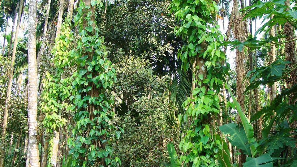 Black pepper vines climbing areca palms on a spice plantation