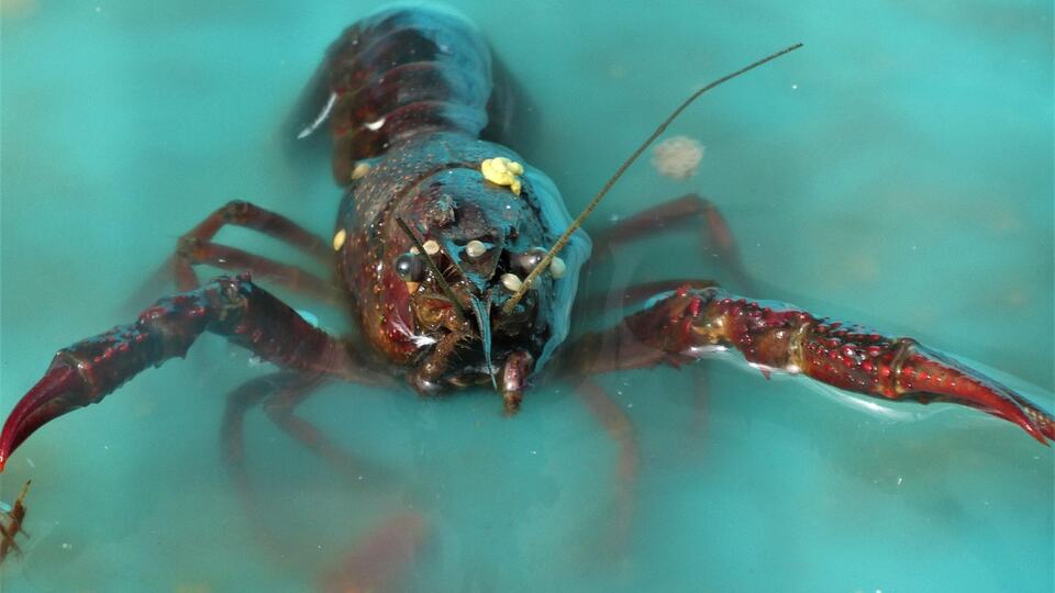 Lobster, a favourite of Goan seafood cuisine