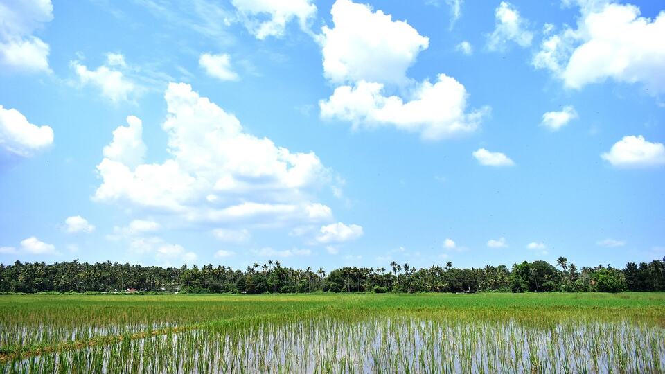 Bright green paddy fields of Kerala under a blue sky