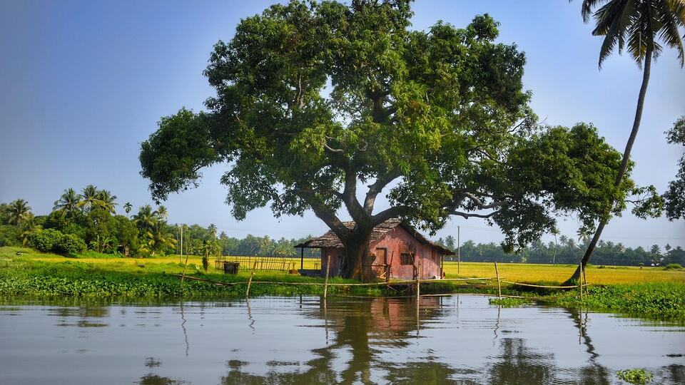 Wooden house under a spreading tree reflected in the backwaters of Alleppey, Kerala