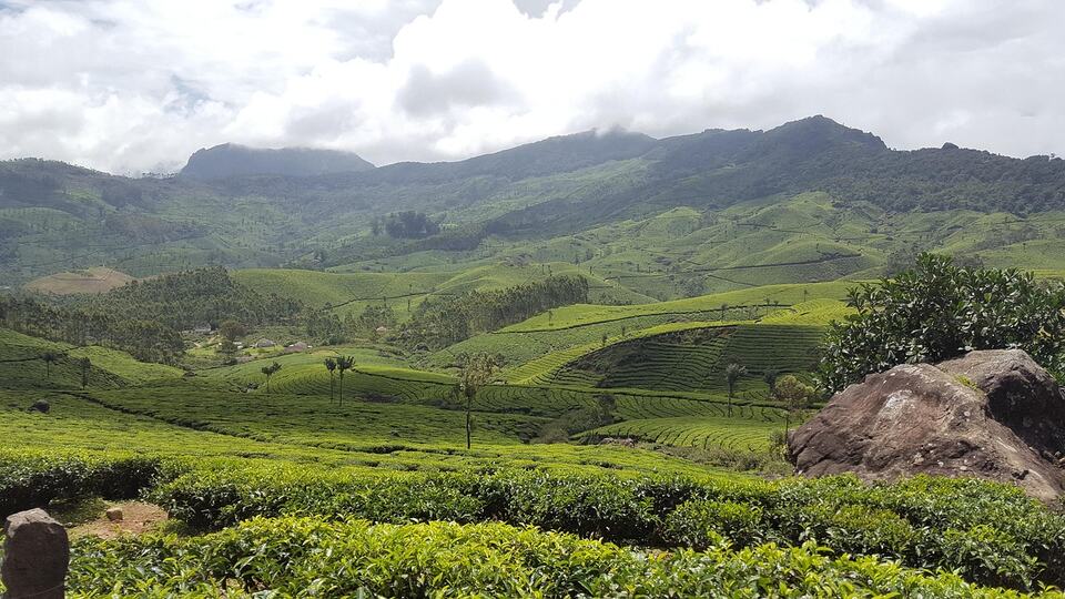 Rolling green tea plantations in the hills of Munnar