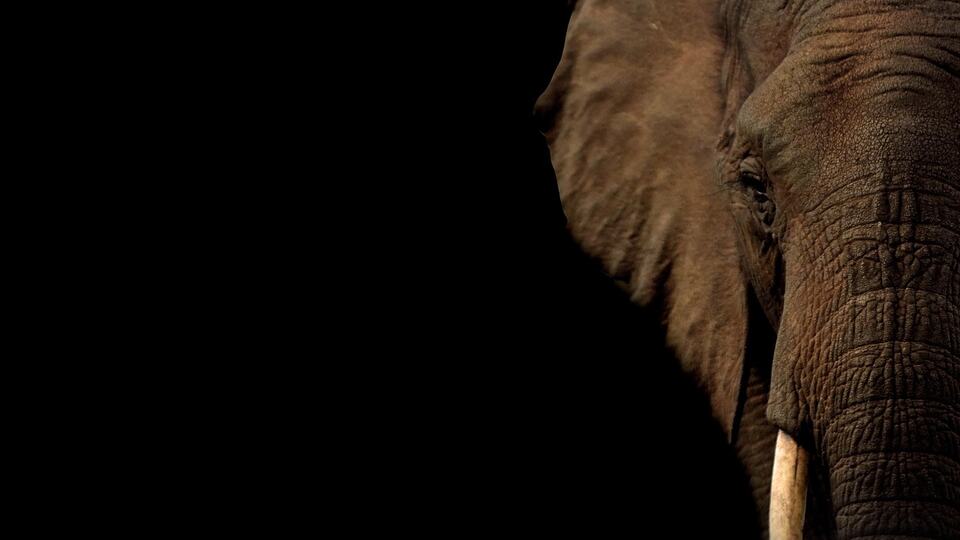 Close-up of an Asian elephant with tusks, the emblem of Periyar National Park