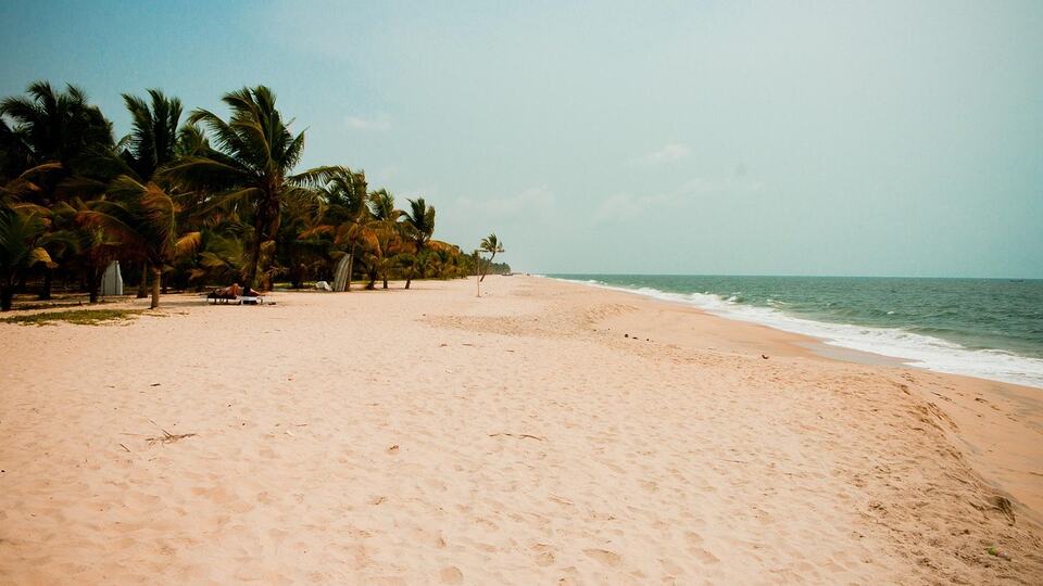 Coconut palms leaning over the sandy shore of Marari Beach