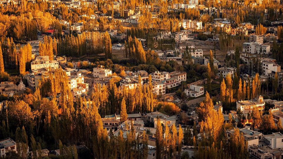The town of Leh in Ladakh surrounded by golden autumn poplar trees