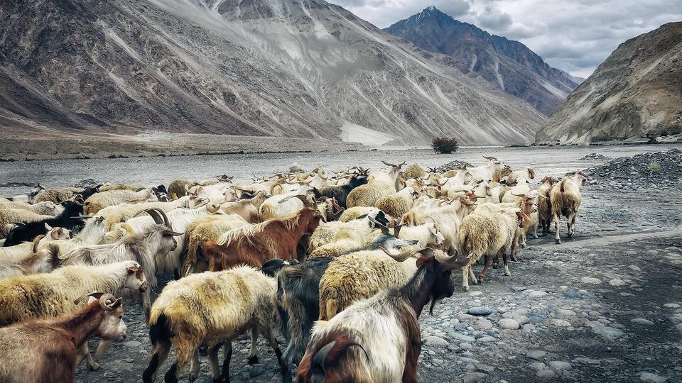 Herd of pashmina goats on the high road near Khardung La pass