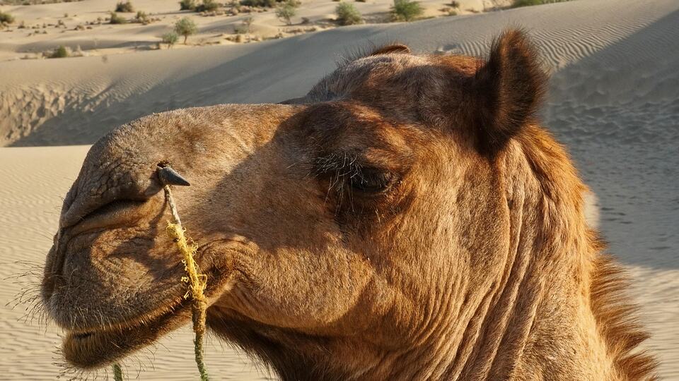 Portrait of a camel in the Thar Desert near Jaisalmer