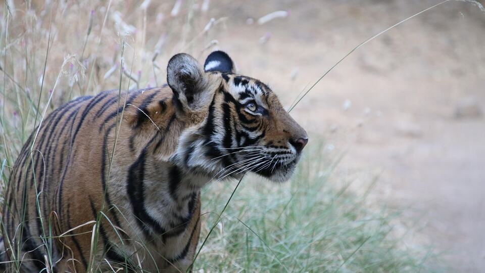 Wild Bengal tiger standing in the dry grass of an Indian tiger reserve