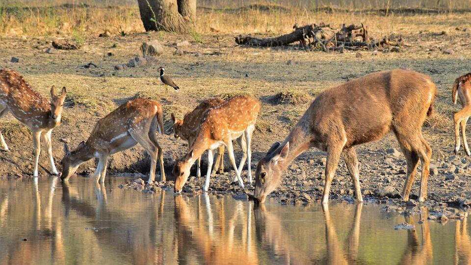 Spotted deer drinking at a waterhole in Ranthambore National Park