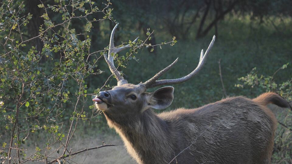Sambar deer with large antlers in the Ranthambore forest