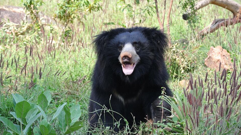 Sloth bear foraging in the Indian forest