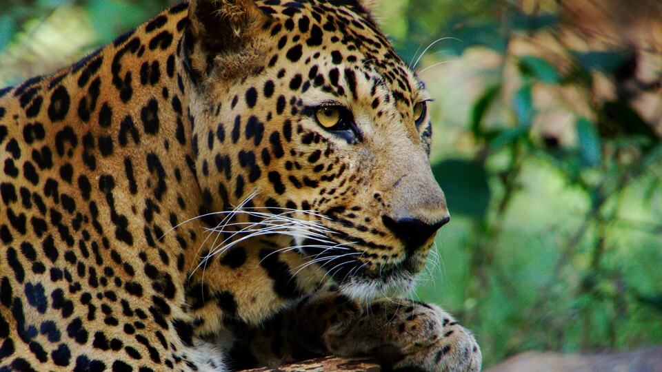 Close-up of a leopard resting in an Indian jungle