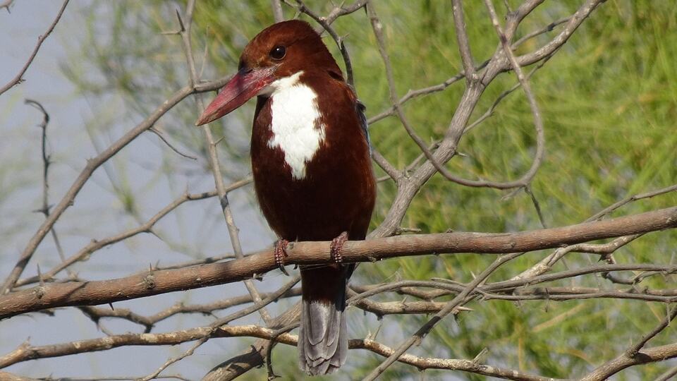 White-throated kingfisher perched on a branch